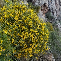 Genista desoleana