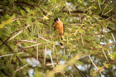 Vidua regia