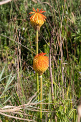 Kniphofia rooperi