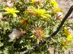 Berkheya spinosa