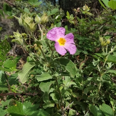 Cistus creticus eriocephalus