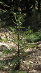 Cirsium subcoriaceum