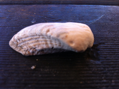 Lamarcka ventricosa