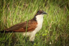 Centropus cupreicaudus