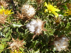Berkheya spinosa