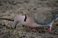Streptopelia decipiens