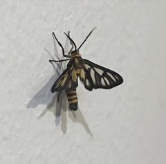 Amata huebneri