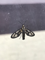 Amata huebneri