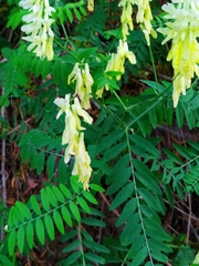 Vicia pinetorum