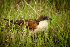 Centropus cupreicaudus