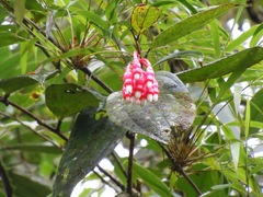 Psammisia ulbrichiana