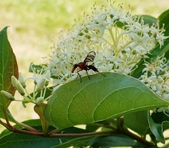 Tritoxa