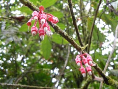 Psammisia ulbrichiana