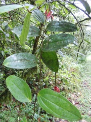 Psammisia ulbrichiana