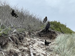 Zanda funerea xanthanota