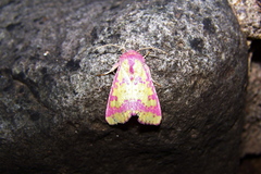 Psectrotarsia suavis