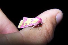 Psectrotarsia suavis