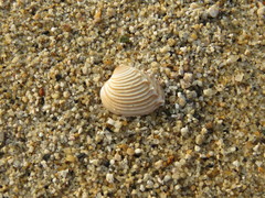Hysteroconcha lupanaria
