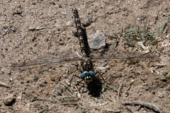 Austroaeschna flavomaculata