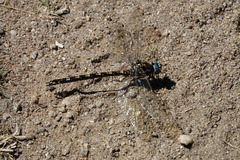 Austroaeschna flavomaculata