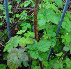 Rubus intensior