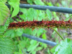 Rubus intensior