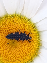Coccinella septempunctata