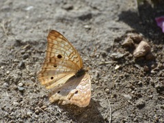 Anartia jatrophae