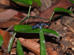Trichaetoides chloroleuca