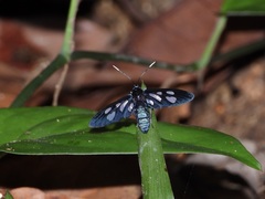 Trichaetoides chloroleuca