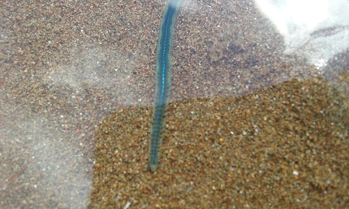 Phyllodocidae