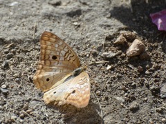 Anartia jatrophae