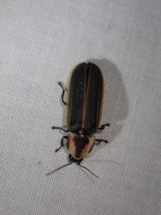 Pyractomena borealis