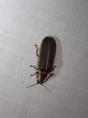 Pyractomena borealis