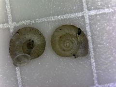 Vallonia perspectiva