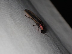 Pyractomena borealis