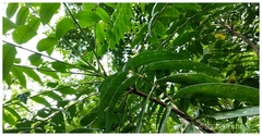 Ailanthus triphysa