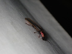 Pyractomena borealis