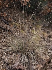 Muhlenbergia lindheimeri