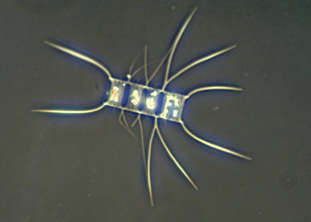 Chaetocerotales