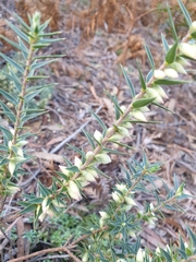 Melichrus urceolatus