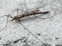 Tipula longiventris