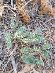 Melichrus urceolatus