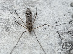 Tipula longiventris