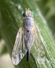 Acanthiophilus helianthi