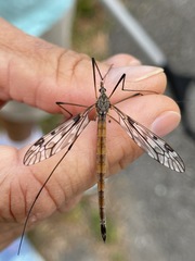 Tipula longiventris