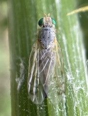 Acanthiophilus helianthi