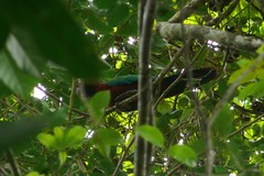 Prosopeia tabuensis