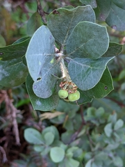 Arctostaphylos nortensis