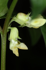 Vicia oroboides